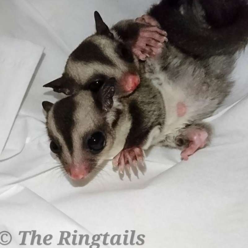 Jual Dijual sugar glider JANTAN joey Ready ya kak di Seller Enigma