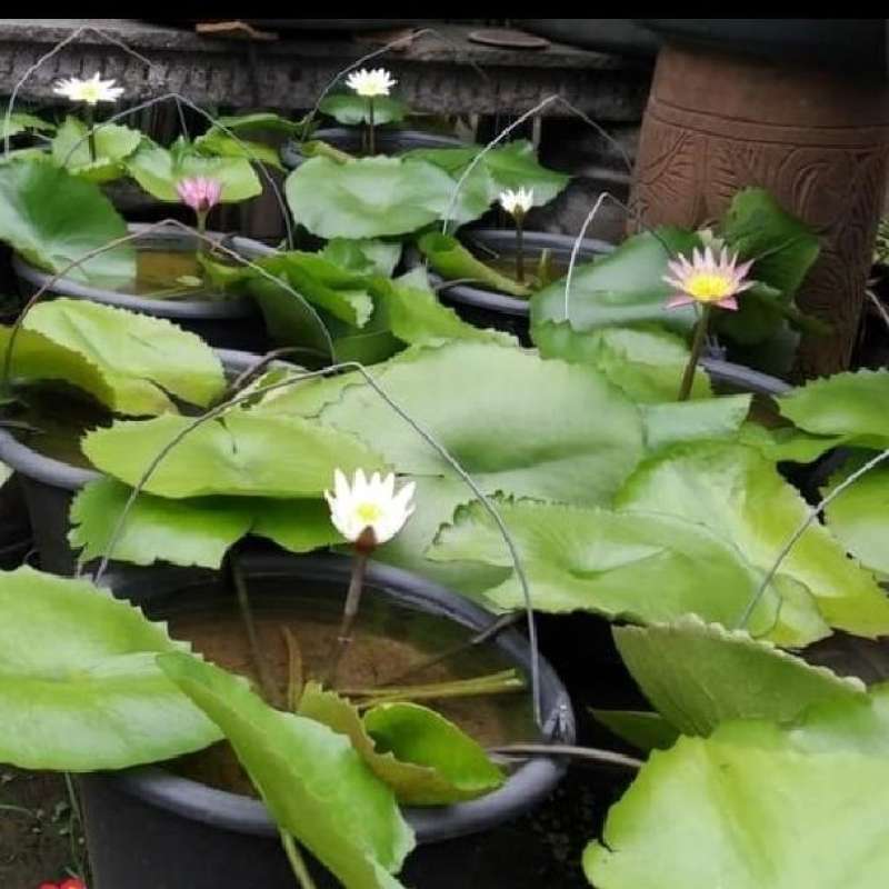 Jual Tanaman Teratai Putih , Pink dan Ungu di Seller Sinar Agung