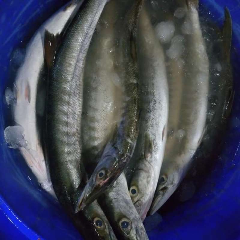 Jual Ikan Alu Alu Segar 1kg di Seller ozanfoods jakarta utara - Kota ...