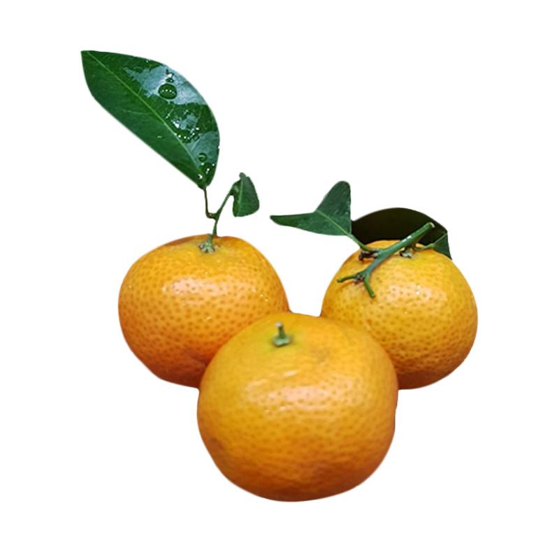 Jual My Fruit Semarang Jeruk Santang Daun Buah [800 g