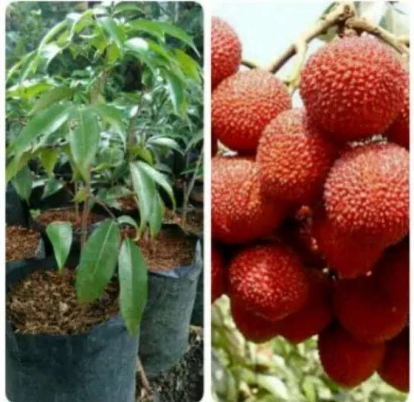 okulasi tanaman bibit tanaman buah leci trend h3i