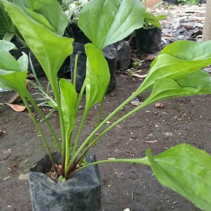 Jual Tanaman Daun Sendok Ki  Urat Bibit Pohon Kuping 