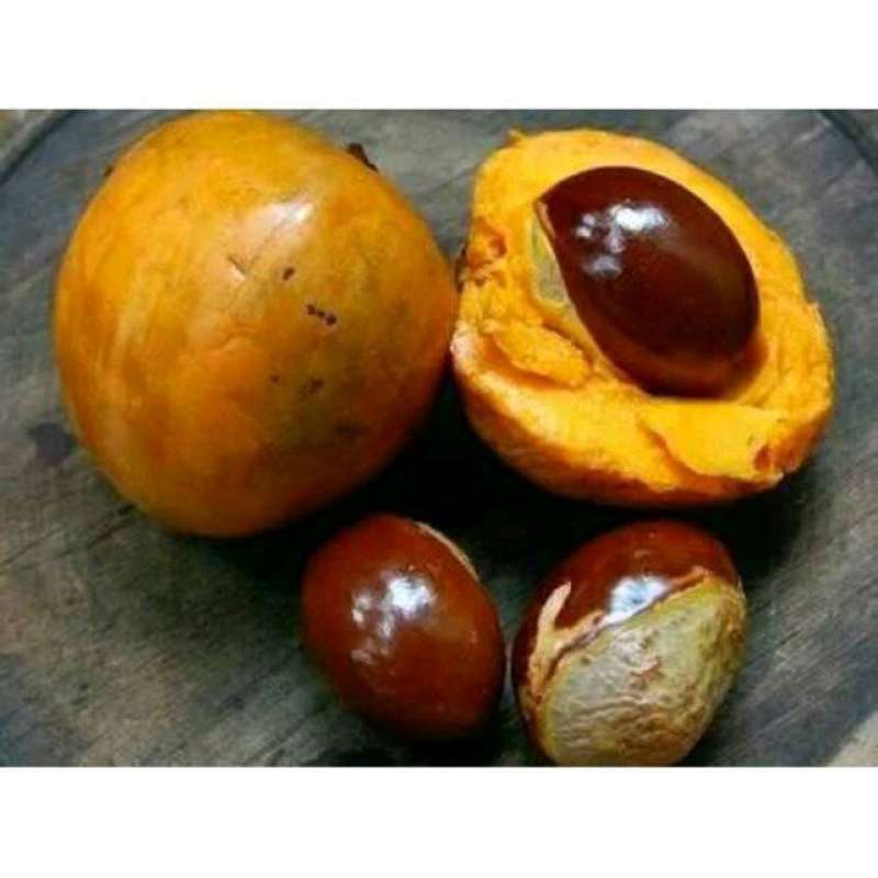 Jual Buah Alkisa Buah Jigong Di Seller Cagaustore - Perumahan Suropati ...