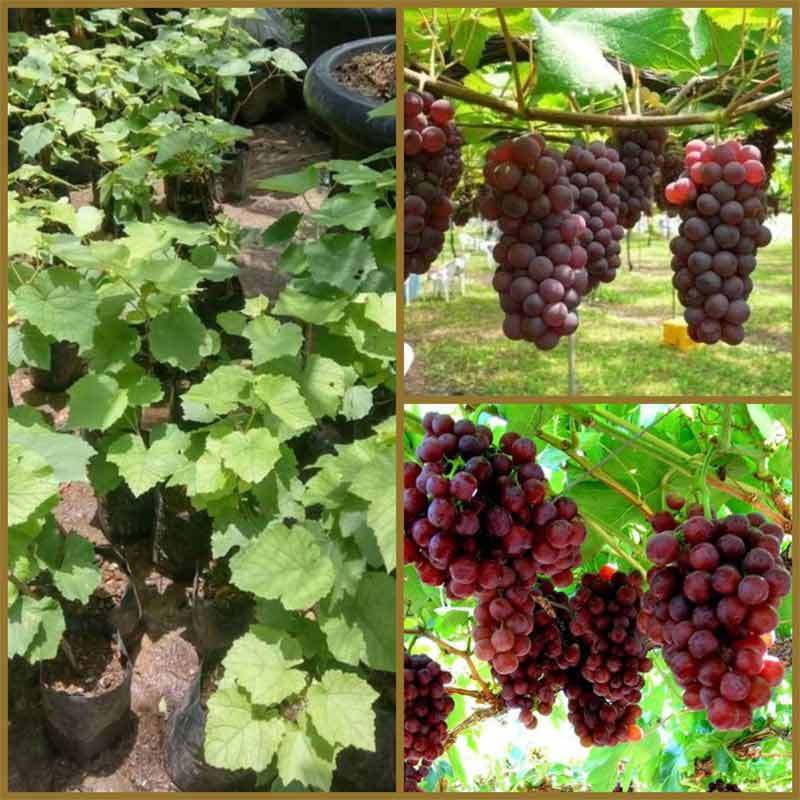 Gambar Buah Anggur Merah Segar - Gratis anggur, anggur ...