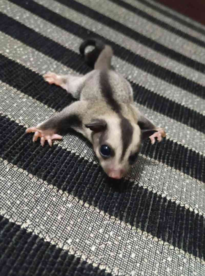 Jual Sugar Glider Joey Classic Grey Joey Di Seller Enigma Cilandak
