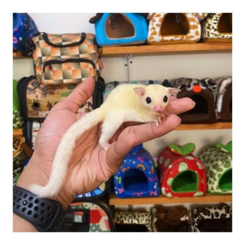 Jual Dijual Sugar Glider Joey Leucistic Ready Ya Kak Di Seller Enigma