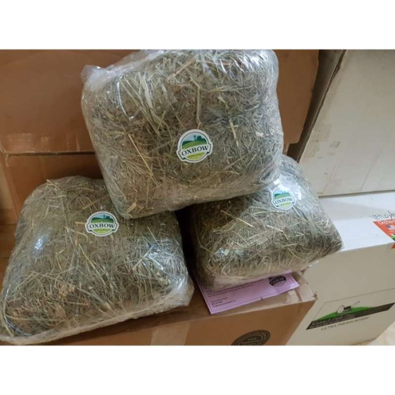 Rumput Timothy: Primadona Pakan Kelinci