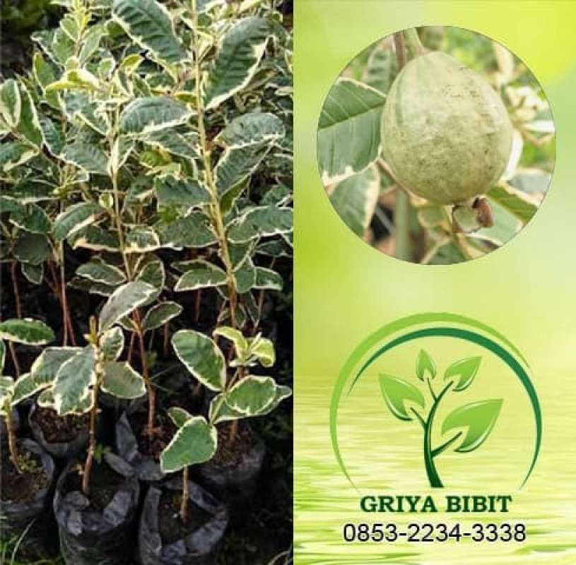 bibit tanaman buah jeruk keprok garut bibit unggul kka
