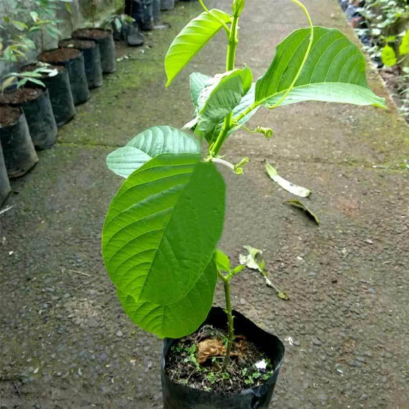 Jual Bibit Tanaman Buah Markisa Jumbo Erbis Besar Online