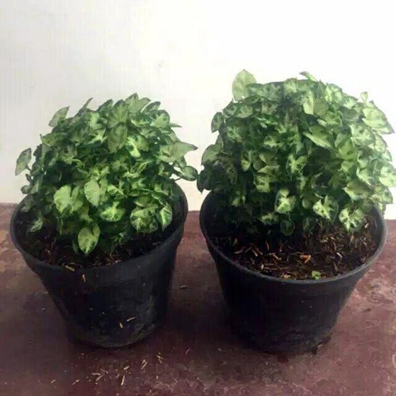 Jual Rive r Ayu Singonium atau keladi Mini Tanaman Hias