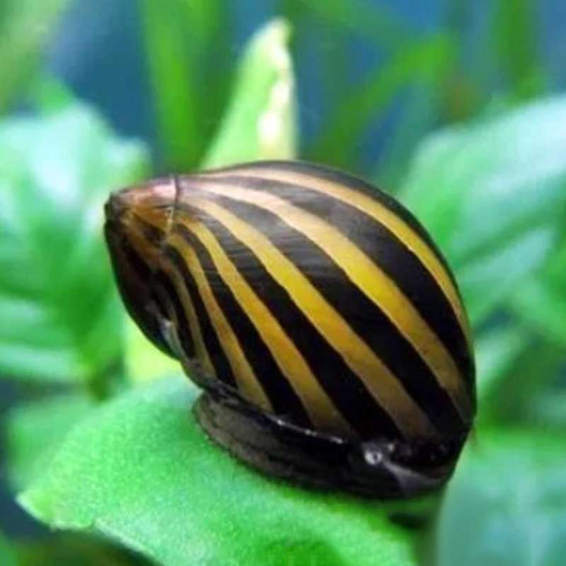 Jual Keong Turbo Snail Zebra Algaeter Algae Eater Aquascape di Seller