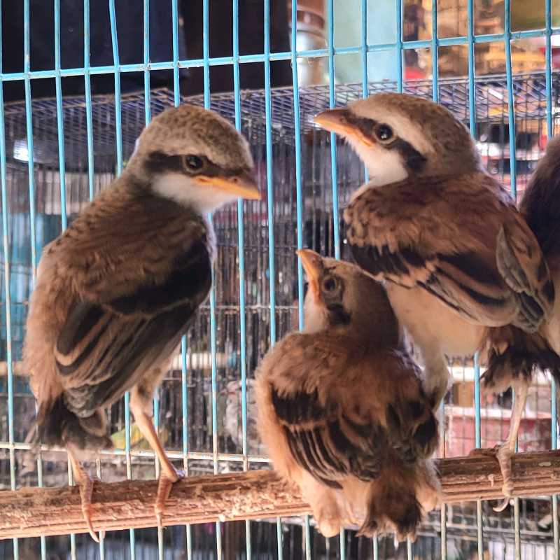 Promo burung pentet jatim anakan lolohan jantan ( satuan) Diskon 6% di