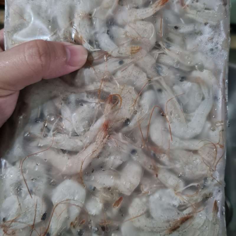 Jual Udang Api Fresh (Frozen) di Seller DENTA PET SHOP Kalibata, Kota