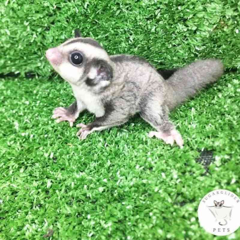 Promo Terjamin Sugar Glider Classic Grey Betina Joey Ready ya kak Diskon 23 di Seller Enigma