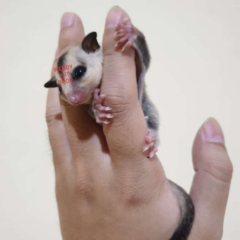 Promo Sugar Glider Joey WF Diskon 23 di Seller Enigma Kapuk, Kota Jakarta Barat Blibli