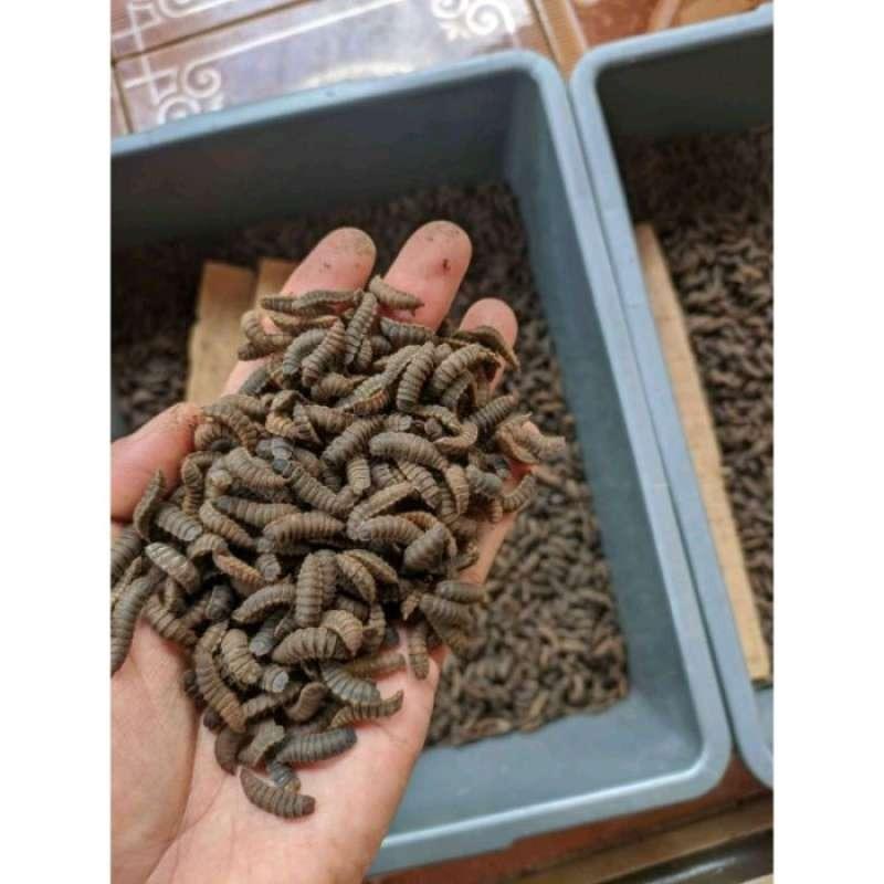 Jual Prepupa Magot BSF Pupa Lalat Black Soldier Fly 1KG di Seller