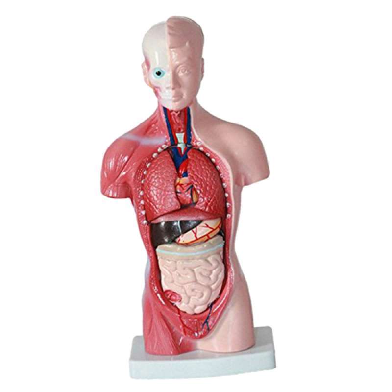 Torso Anatomy : 11inch Human Body Model Torso Anatomy Doll 15 Removable Parts Skeleton Visceral ...