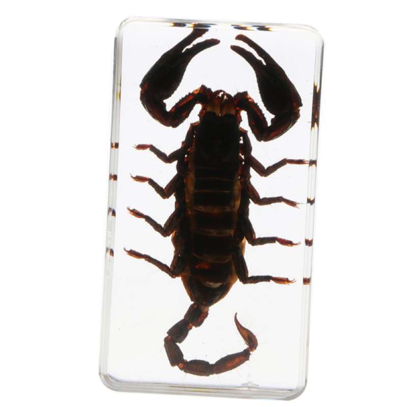 Échantillon D'insecte En Résine - Araignée, Scorpion, Mante Religieuse - Déco/curiosité