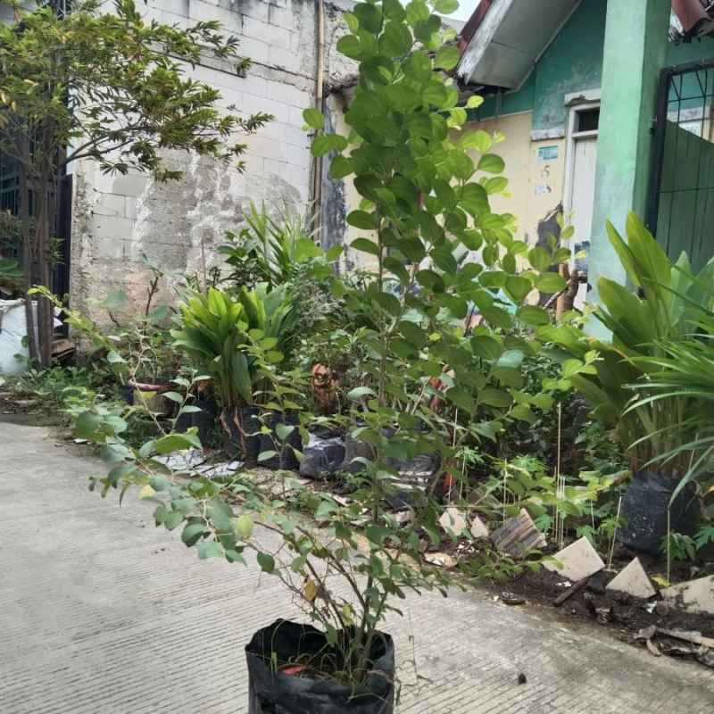 Jual Bibit Bidara 💯 Harga Murah & Kualitas Terbaik Mei 2026