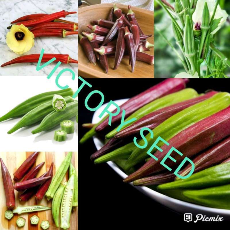 Promo VICTORY SEED 5 biji benih bibit seed seeds lady's fingers