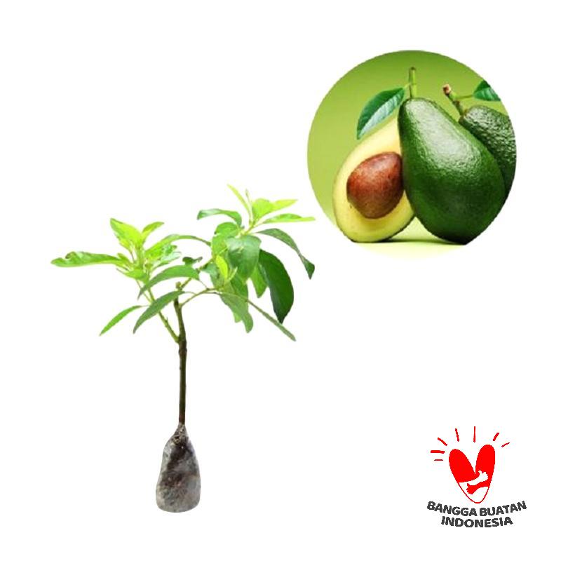 Jual Kebun Bibit Alpukat Mentega Tanaman Buah [40 cm] Online  Harga  Kualitas Terjamin 