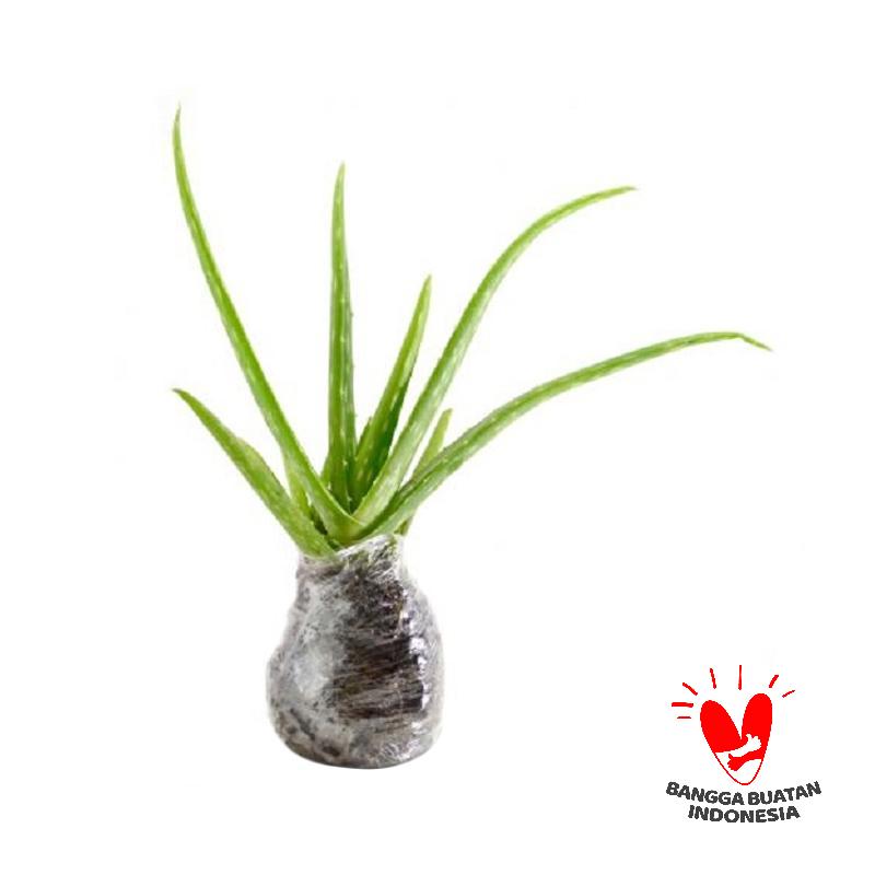 Kebun Bibit Lidah Buaya Tanaman - Jual Kebun Bibit Lidah Buaya Tanaman Harga Kualitas Terjamin Blibli kebun bibit lidah buaya tanaman jual kebun bibit lidah buaya tanaman harga kualitas terjamin blibli