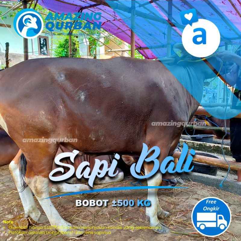 Jual SAPI QURBAN Amanah Free Ongkir & Titip SAPI BALI PREMIUM Bobot ± ...
