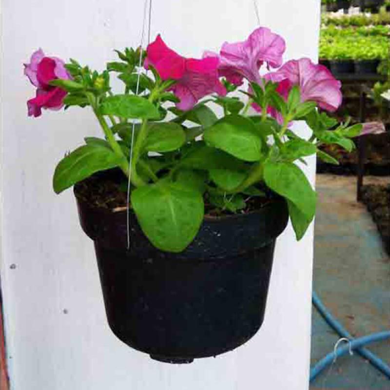 Jual Tanaman Hias Bunga  Petunia Semi Outdoor  Gantung  