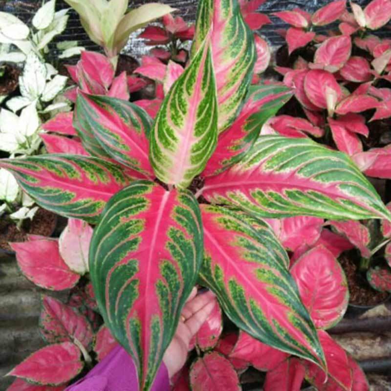 Jual OEM Aglaonema Sunset Tanaman - Red Online April    2021