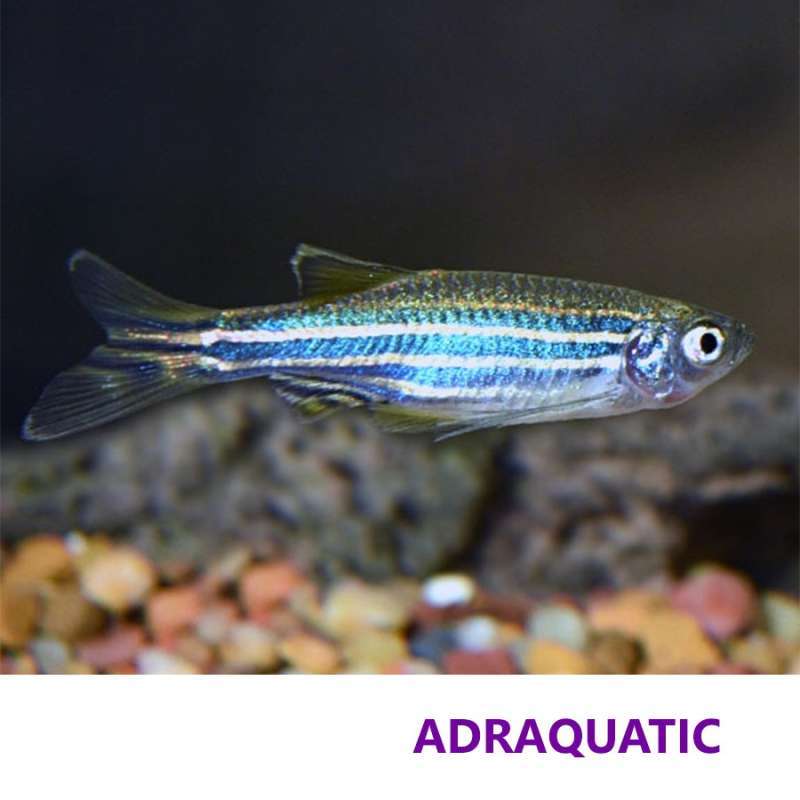 Jual IKAN ZEBRA DANIO ZEBRAFISH IKAN HIAS AIR TAWAR di Seller