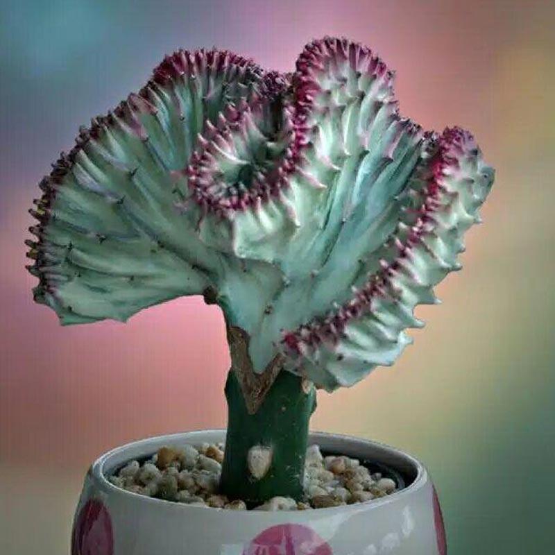 Jual River Ayu Kaktus Mini Koral Blue Tanaman Hias Online ...
