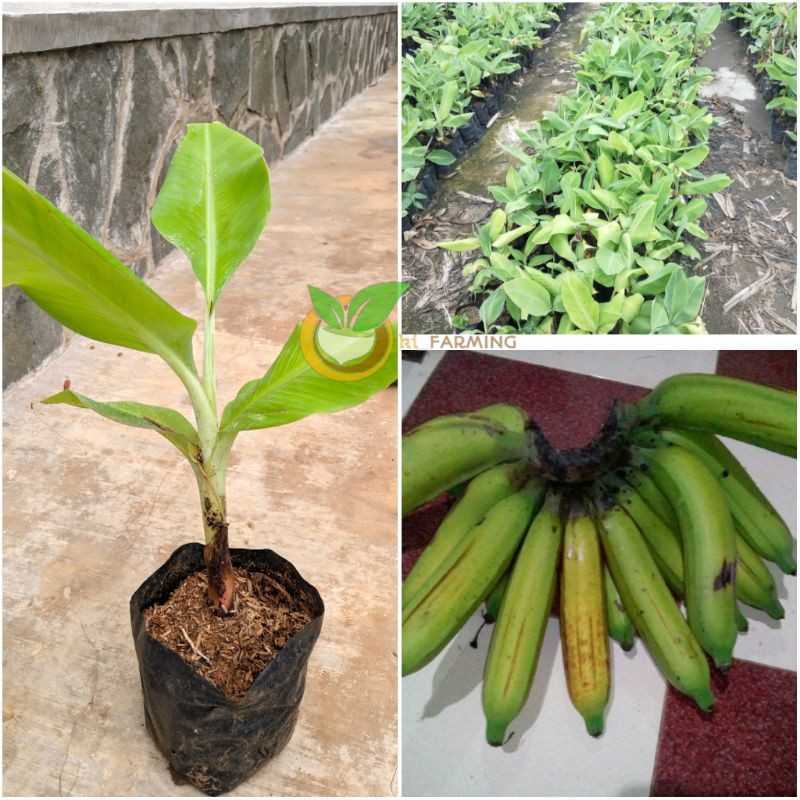 Pinang Raja Pisang Raja Nangka