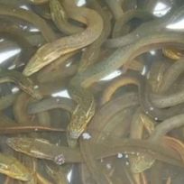 Jual Belut Hidup Live Belut Sawah Segar Fresh 1Kg BERGARANSI 