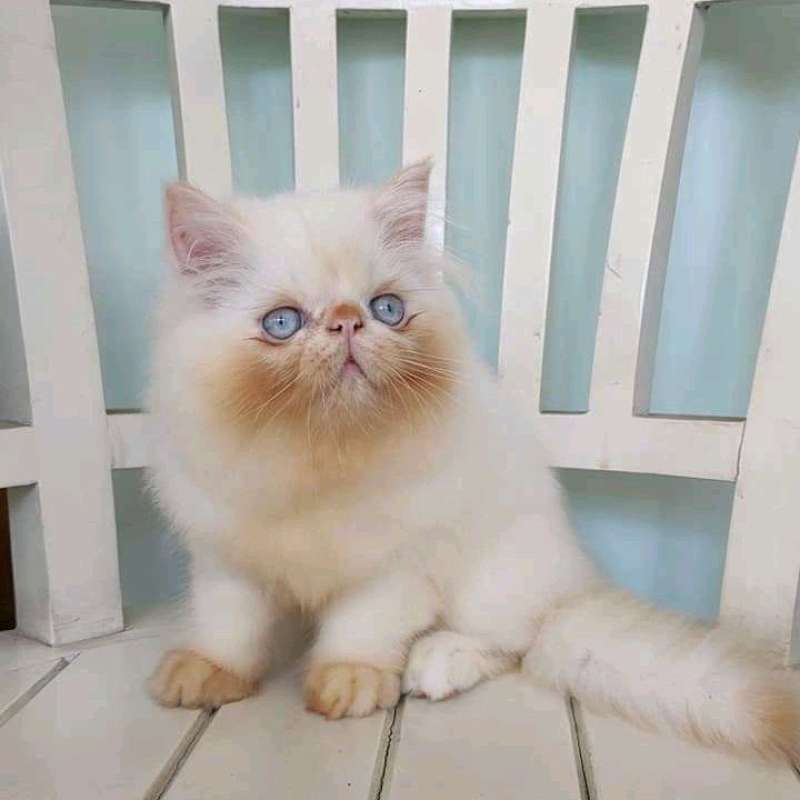 Jual Kucing (ras Peaknose) Kitten Persia Medium Anggora Himalaya