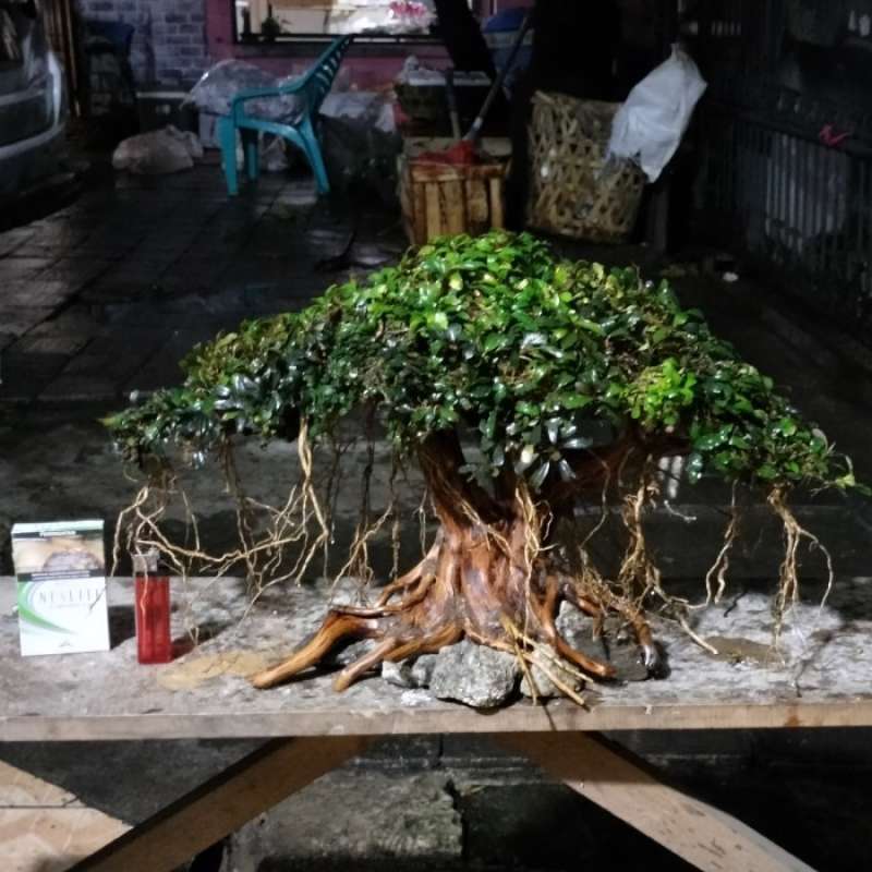 Promo bonsai aquascape beringin P50 T30 sudah pake buce mini 3 nampan
