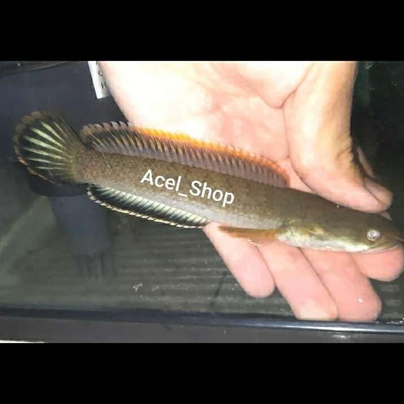 Jual CHANNA GACHUA HIASAN AQUARIUM LIMBATA SNAKEHEAD di Seller MARS