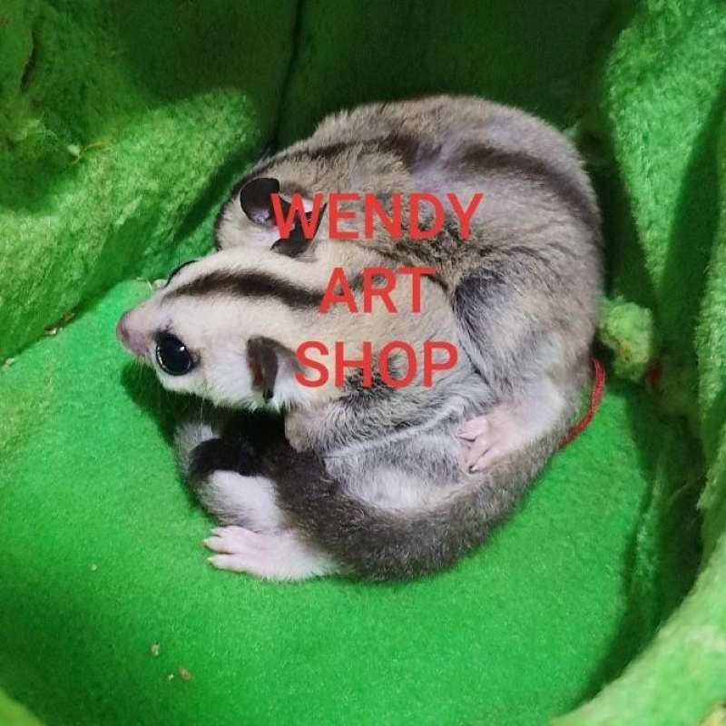Jual Sugar Glider White Face Sepasang Bukan Sg Classic Grey Joey di Seller Enigma Kapuk, Kota