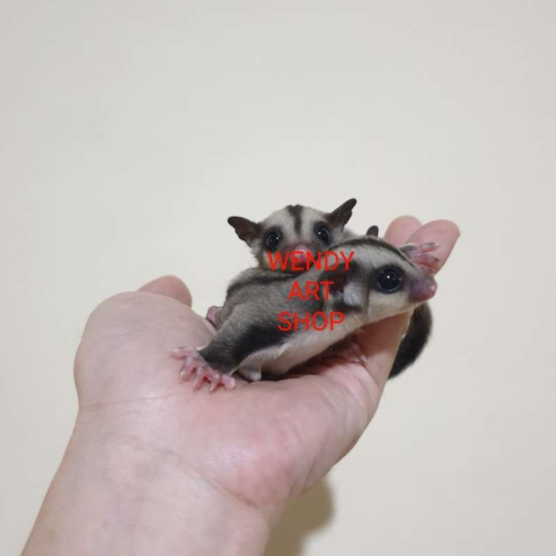 Promo Sugar Glider Classic Grey Betina (Keturunan Platinum Mosaic