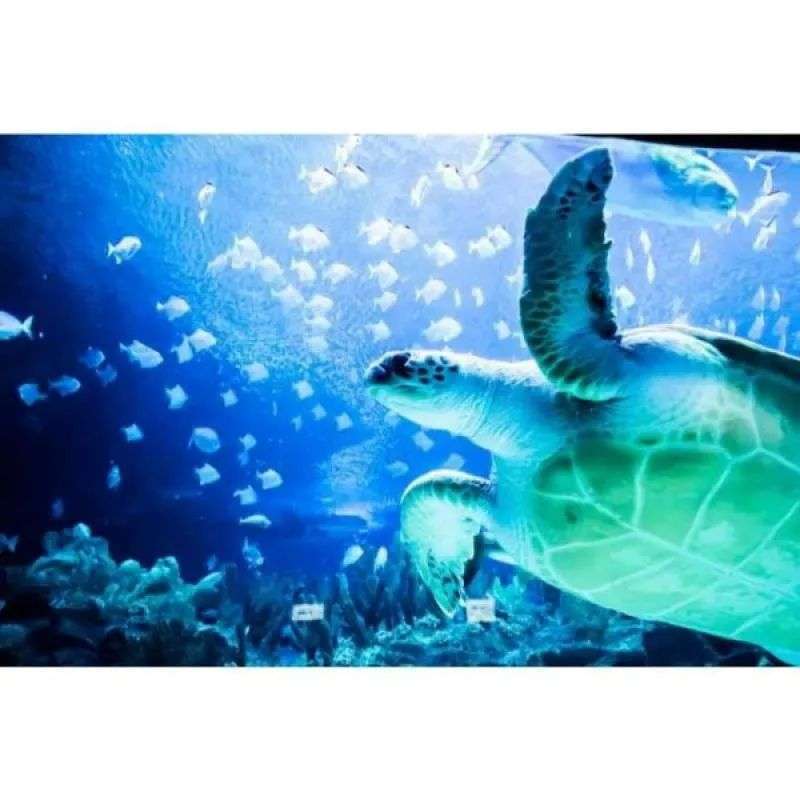 Promo Aquaria Klcc In Kuala Lumpur Eticket (non Malaysian) Diskon 33 Di Seller Discoveria