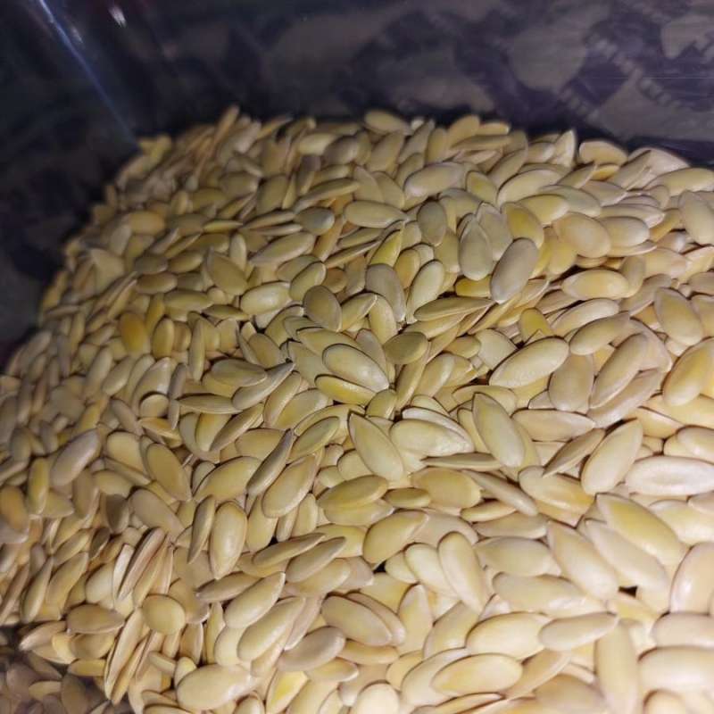 Jual Bibit Benih Buah Melon Greeniegal Di Seller Cmf Shop Randusari