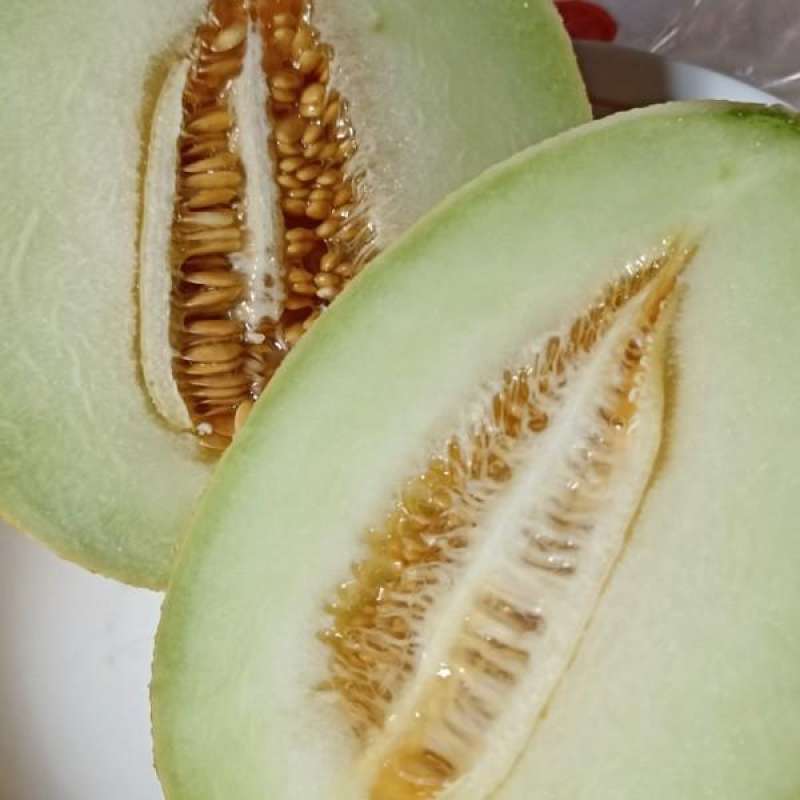 Jual Bibit Benih Buah Melon Greeniegal Di Seller Cmf Shop Randusari