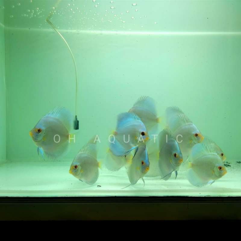 Jual Ikan Discus Blue Diamond 3 Inch di Seller DENTA PET SHOP