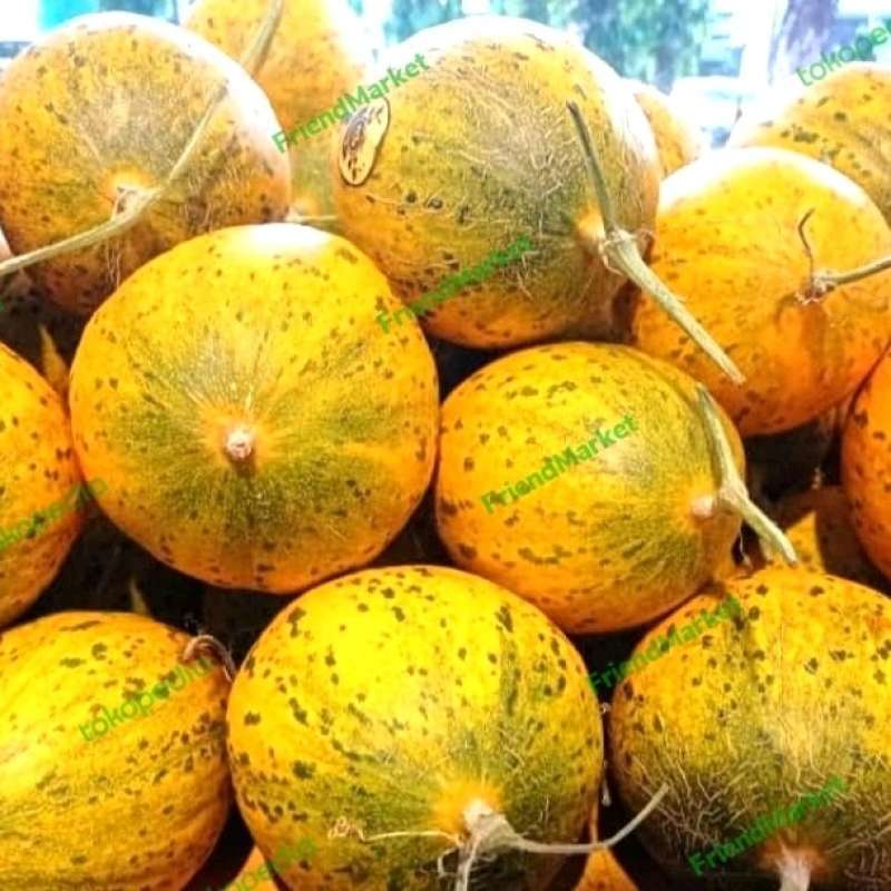 Promo Melon King Show Hydroponik Diskon 23 di Seller Best Home Living