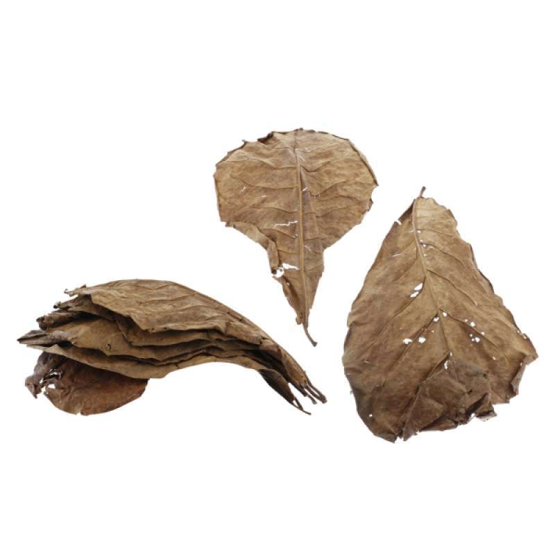 50x Large Indian Almond Catappa Ketapang Leaf Leaves Aquarium Betta Fish Shrimp