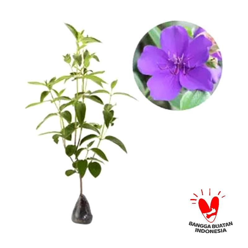 Jual Tanaman Bunga Senggani Pohon Obat Bunga Senggani Pohon Senggani Murah Mei 2021 Blibli