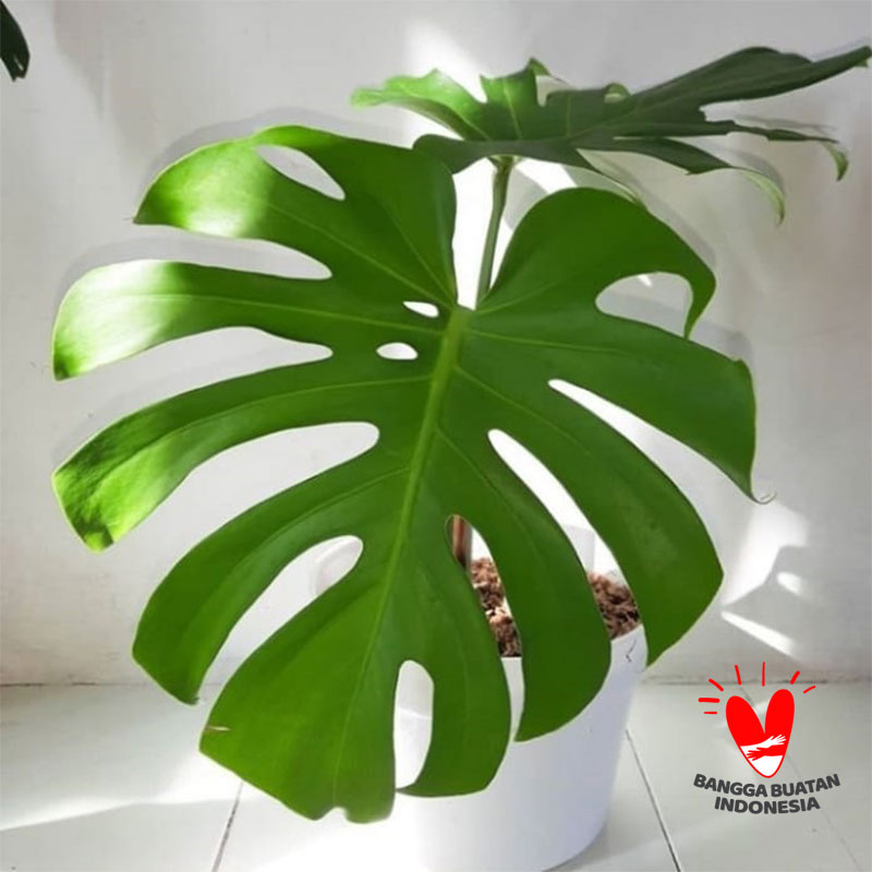 Jual Kattegat X Botanical Monstera Deliciosa King Tanaman Hias Online Februari 2021 Blibli