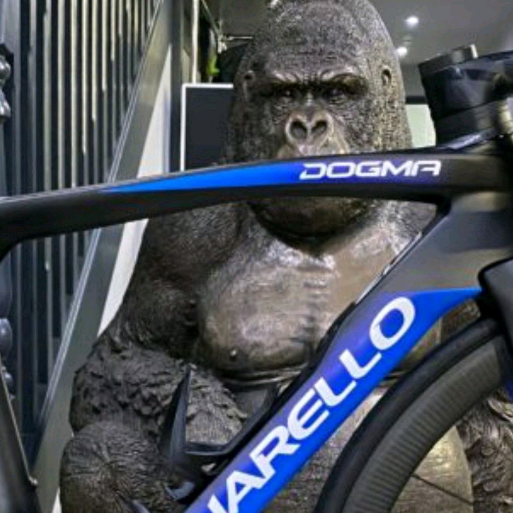 jual sepeda pinarello dogma f12