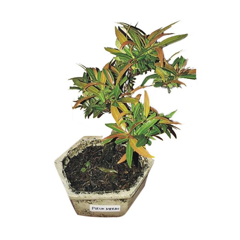 bibit tanaman murah bonsai murbei daftar harga terbaru bibit tanaman murah bonsai murbei daftar harga terbaru