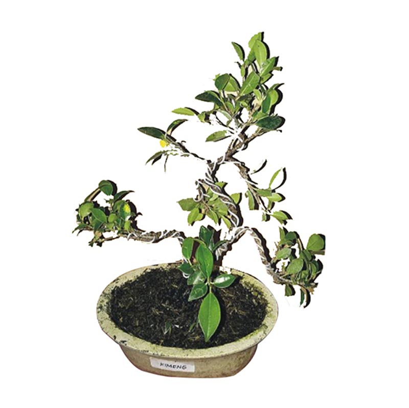 jual bibit tanaman murah bonsai pohon kimeng pulau jawa jual bibit tanaman murah bonsai pohon kimeng pulau jawa