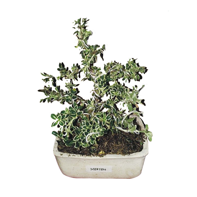 bibit tanaman murah bonsai murbei toko terbaik bibit tanaman murah bonsai murbei toko terbaik